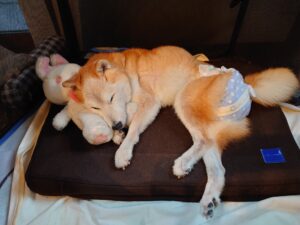 暖房機器の上で寝ている柴犬